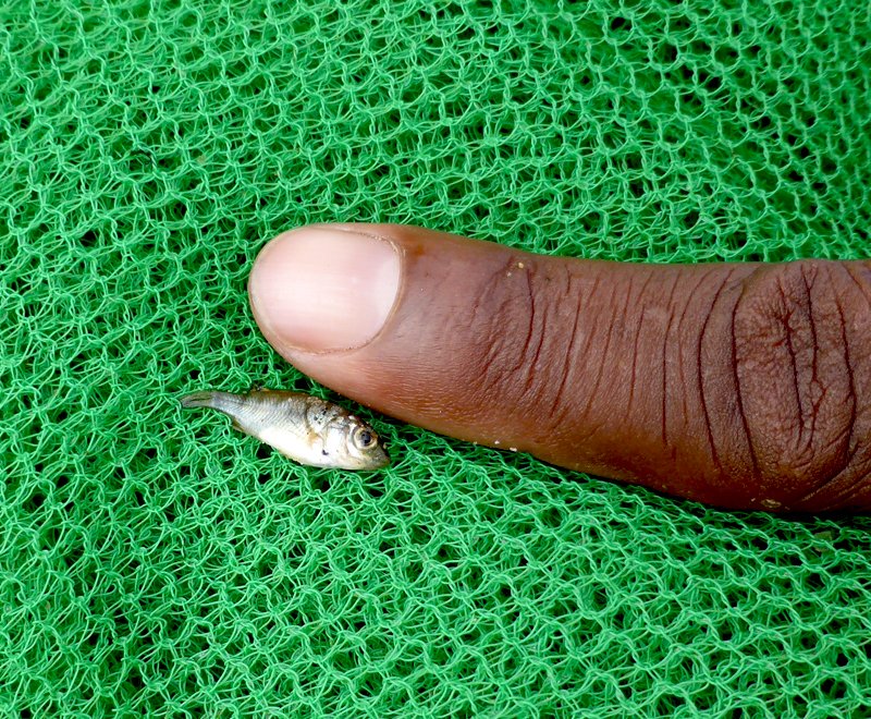 Baby-Chambo-in-mosquito-net-Ripple-Africa