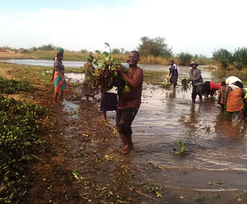 clearing-water-hyacinth-fish-conservation-in-malawi