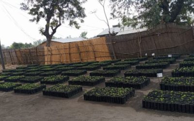 Addressing the need for firewood