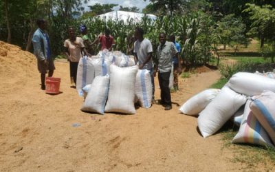 Rice husk briquettes